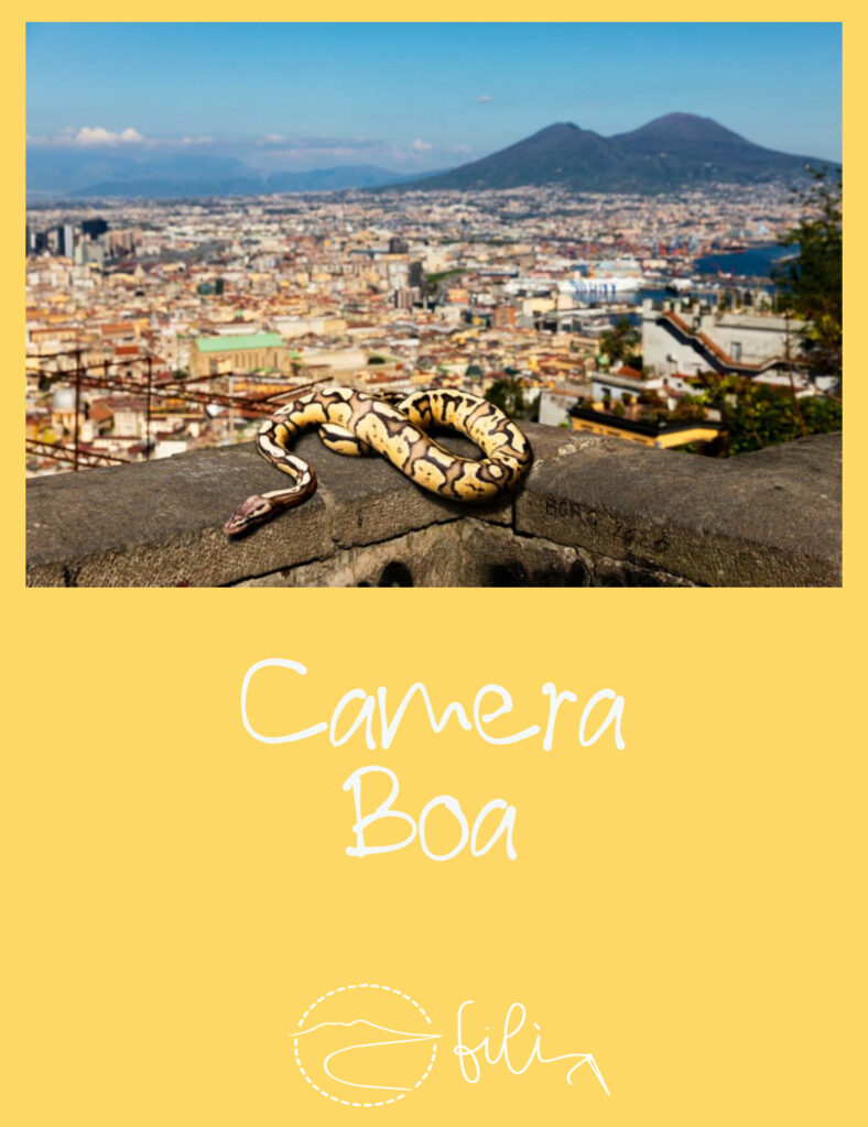 Camera Boa